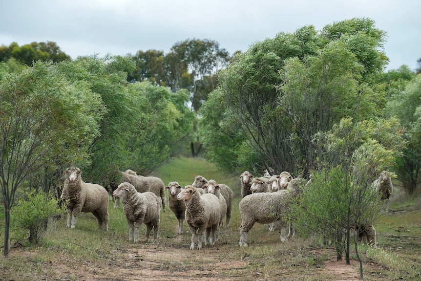 Sheep stand facing the camera, surrounded by sandalwood trees
