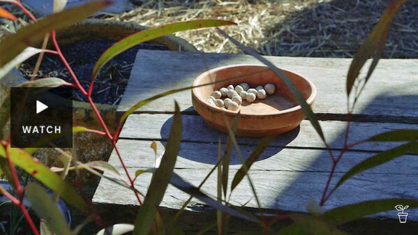 A terracotta bowl filled with small clay balls on a wooden table in a garden. Has Video.