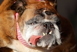 Close up of the English bulldog Zsa Zsa with her tongue protruding between her teeth