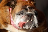 Close up of the English bulldog Zsa Zsa with her tongue protruding between her teeth
