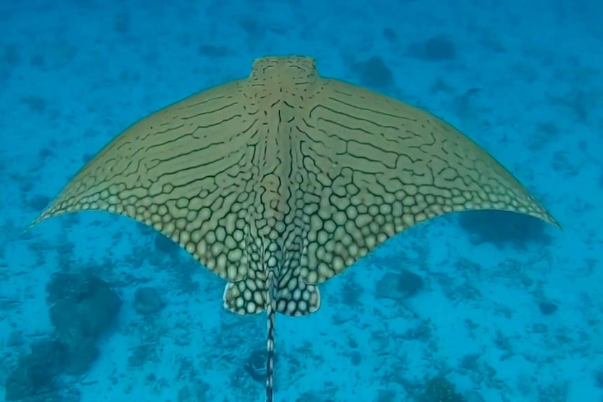 An almost two metre wide rare ornate eagle ray glides by the camera with a distinct black line and circle pattern on its back.
