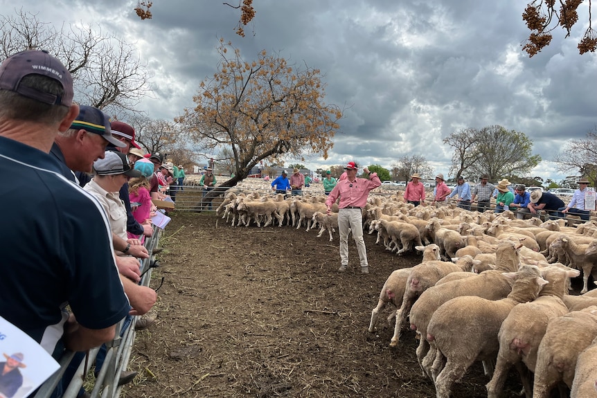 An auctioneer sells sheep to a watching crowd 