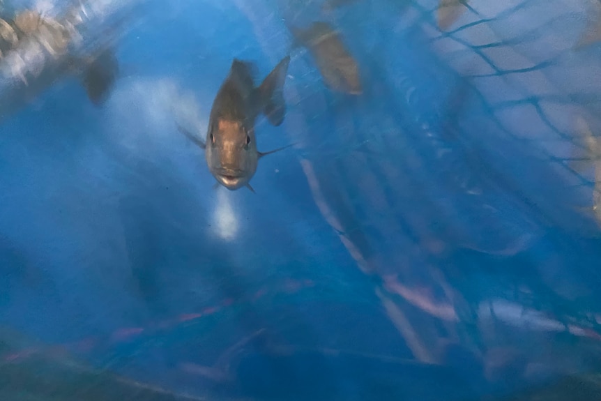 A snapper swimming towards the camera in water