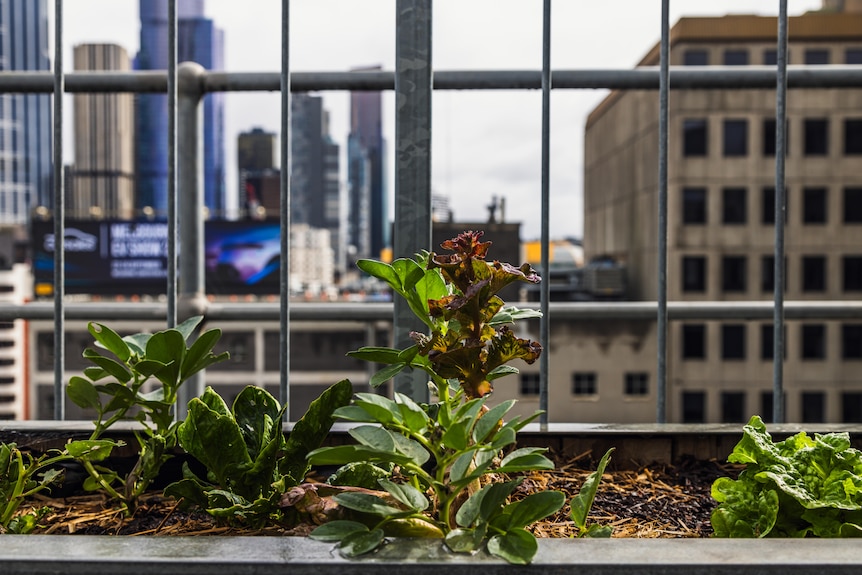 A close-up of lettuce growing against a city skyline.