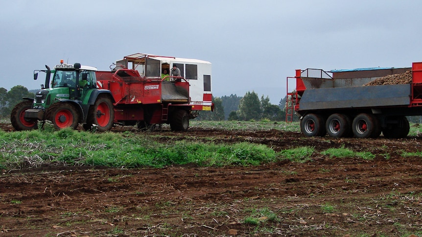 Ringarooma potato harvest 2016