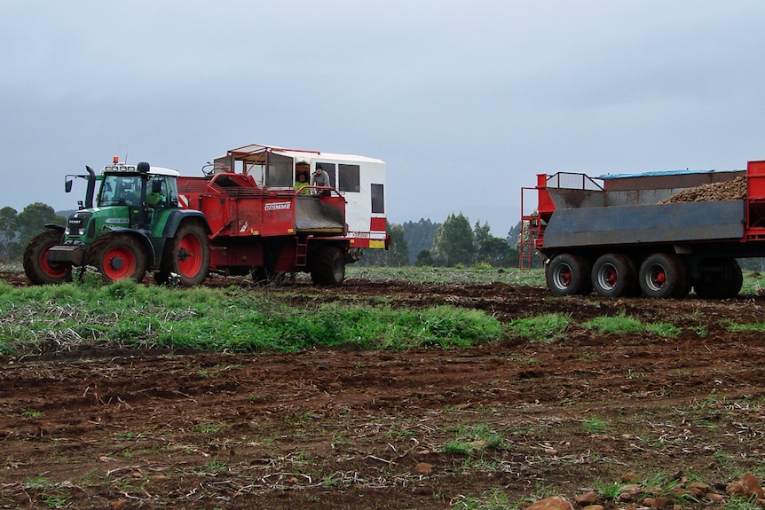 Ringarooma potato harvest 2016