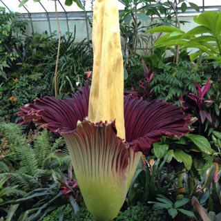 Corpse flower