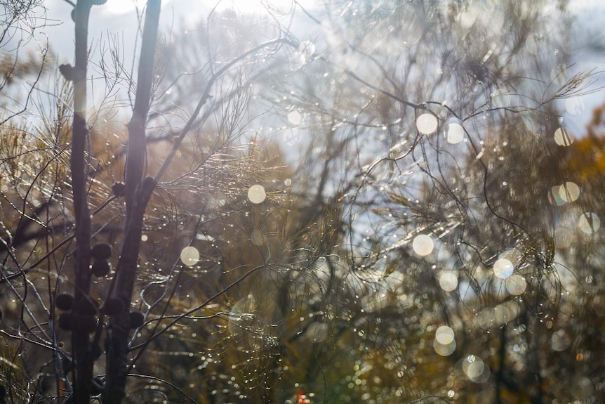 Rain drops catching sunlight through the trees at North Bungulla nature reserve WA