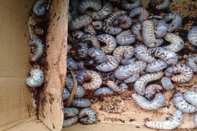 A cardboard box full of beetle grubs covered in soil.