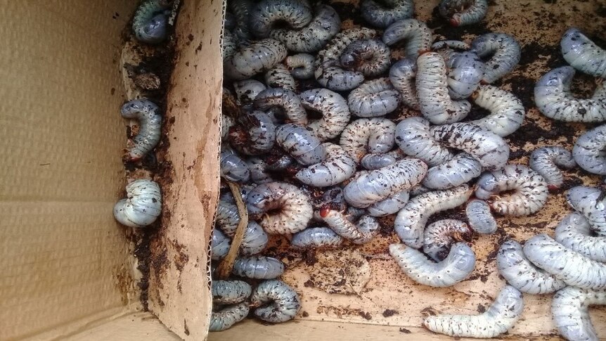 A cardboard box full of beetle grubs covered in soil.