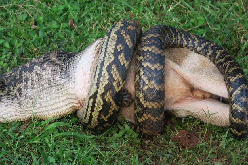 A python wraps up and attempts to eat a wallaby