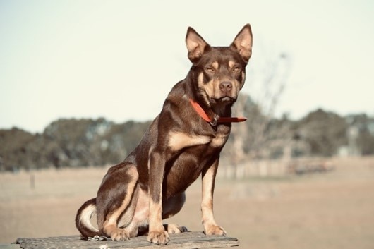 A working dog on a farm.