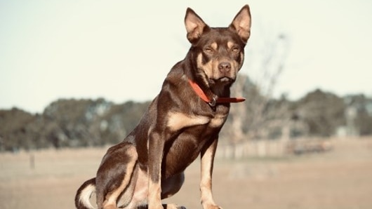 The dog sitting on a post