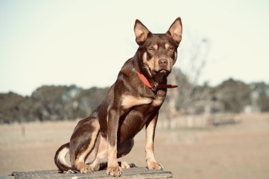 A dark brown and tan kelpie dog with a red collar sits on a table with a nonchalant look on his face