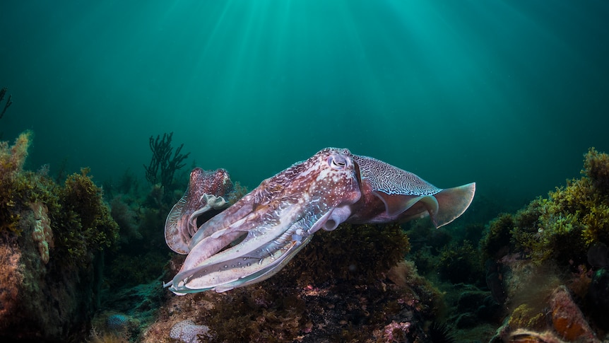 Two giant pink and white cuttlefish swim underwater.