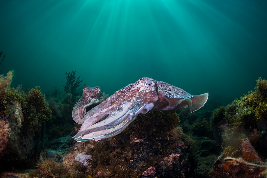Two giant pink and white cuttlefish swim underwater.