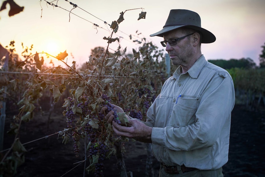 Topper's Mountain vineyard owner Mark Kirkby holds tainted grapes in his hands after fires decimated his vineyard.