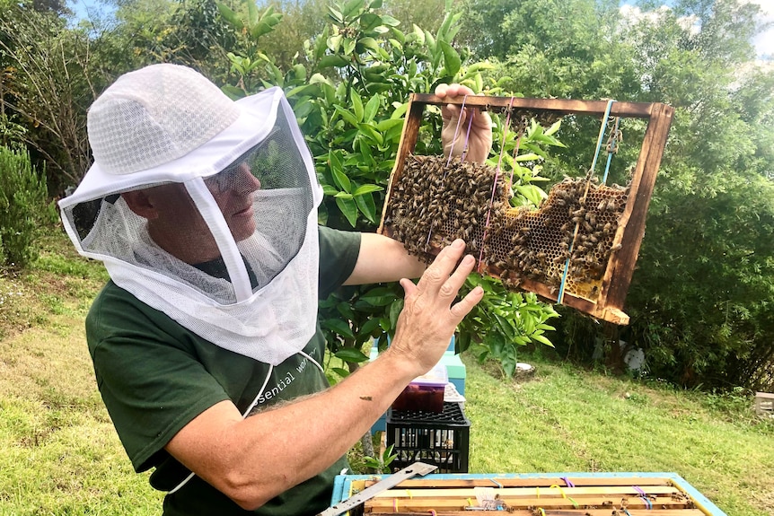 A man vacuuming bees from honeycomb in a roof cavity.