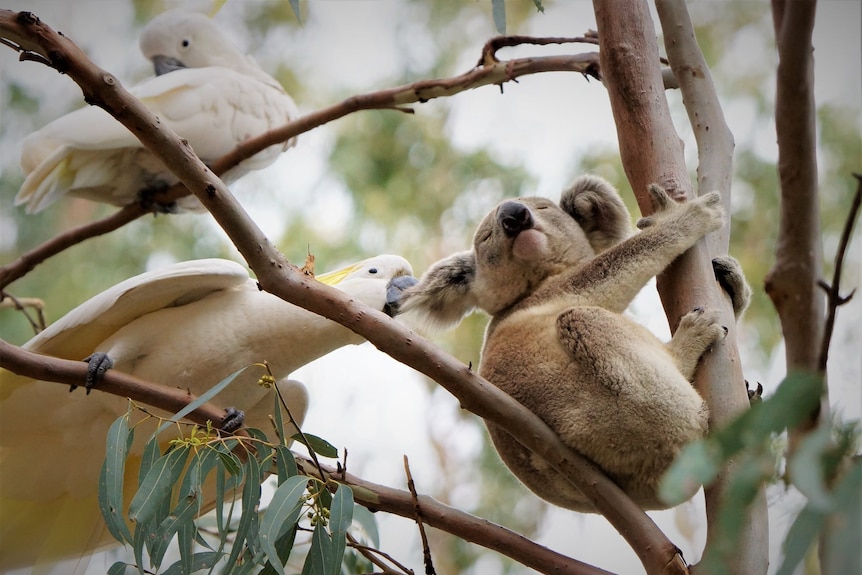A koala sitting in a gumtree having its ear pulled by a big white cockatoo, another cockatoo resting above. 