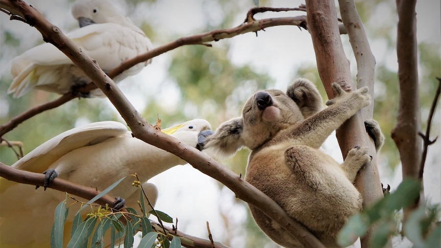 A koala sitting in a gumtree having its ear pulled by a big white cockatoo, another cockatoo resting above. 