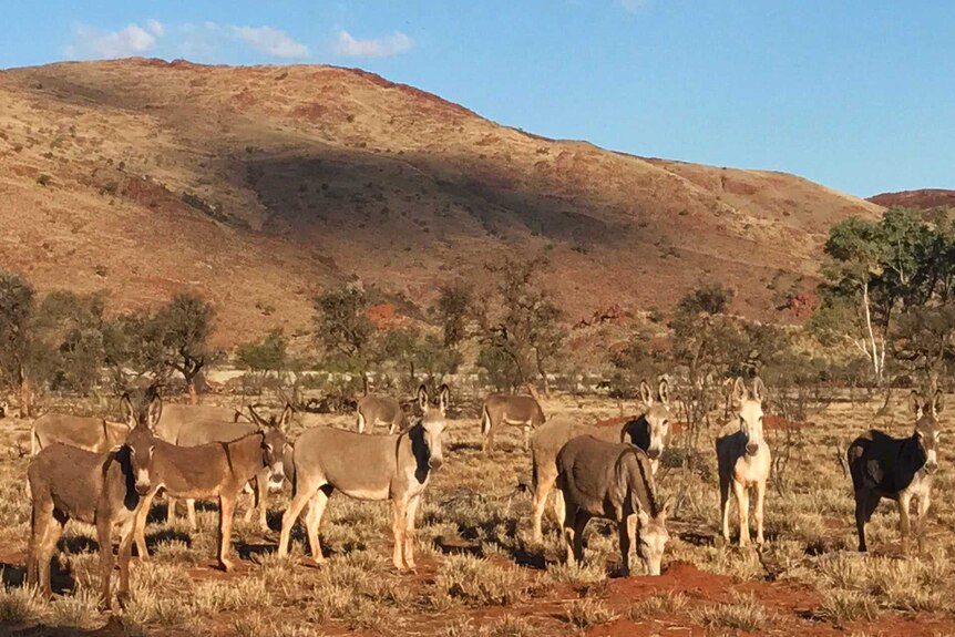 A group of donkeys standing in a paddock in front of a red rocky range.