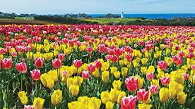 Tulips at Table Cape in North West Tasmania