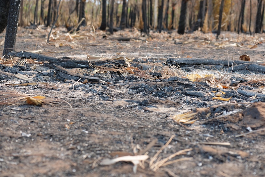 charred sticks on the burnt ground
