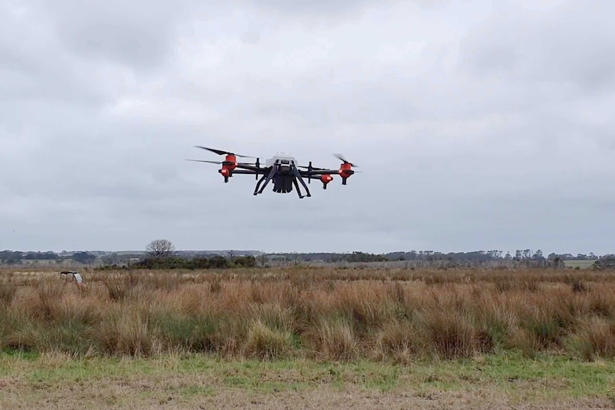 A drone flies over a paddock