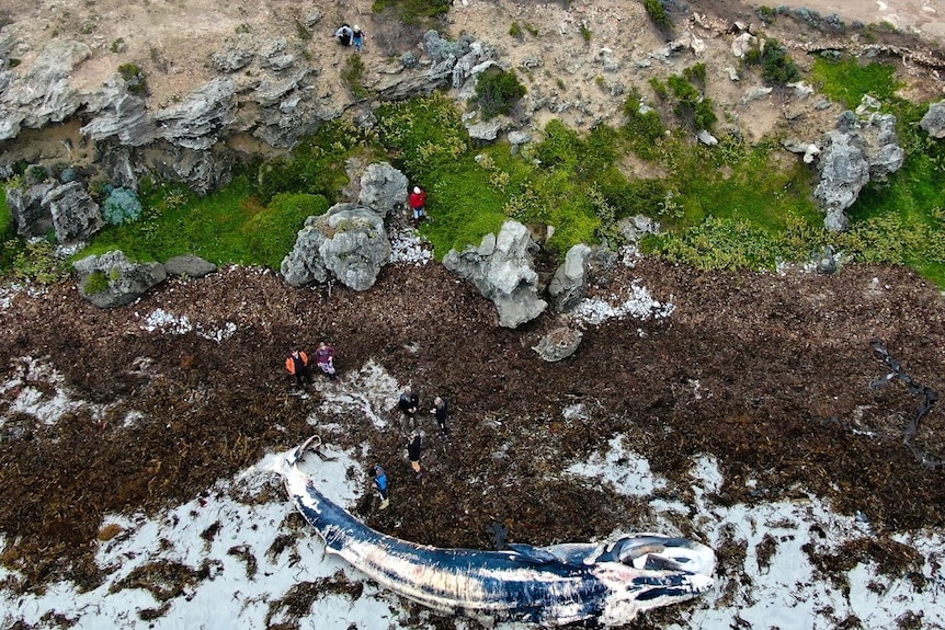A drone shot from the air shows a large beached whale lying on the sand of a rugged coastline as onlookers walk around it.