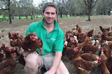 Green Eggs production manager Lachie Green has recieved a Nuffield Scholarship to research stress factors in free range systems.