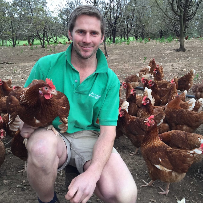 Green Eggs production manager Lachie Green has recieved a Nuffield Scholarship to research stress factors in free range systems.