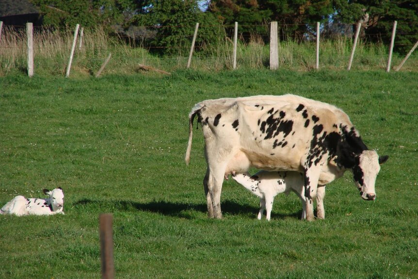 Pyengana dairy cows grazing