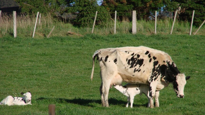 Pyengana dairy cows grazing