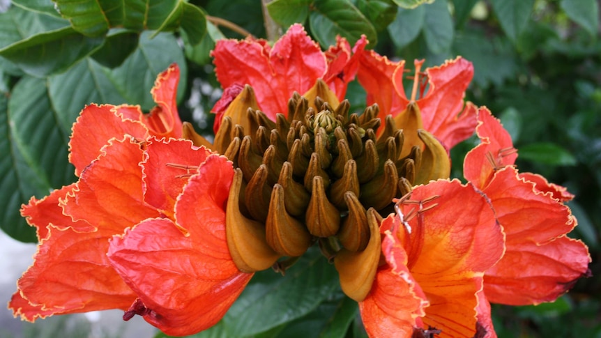 The flowers of the African Tulip Tree