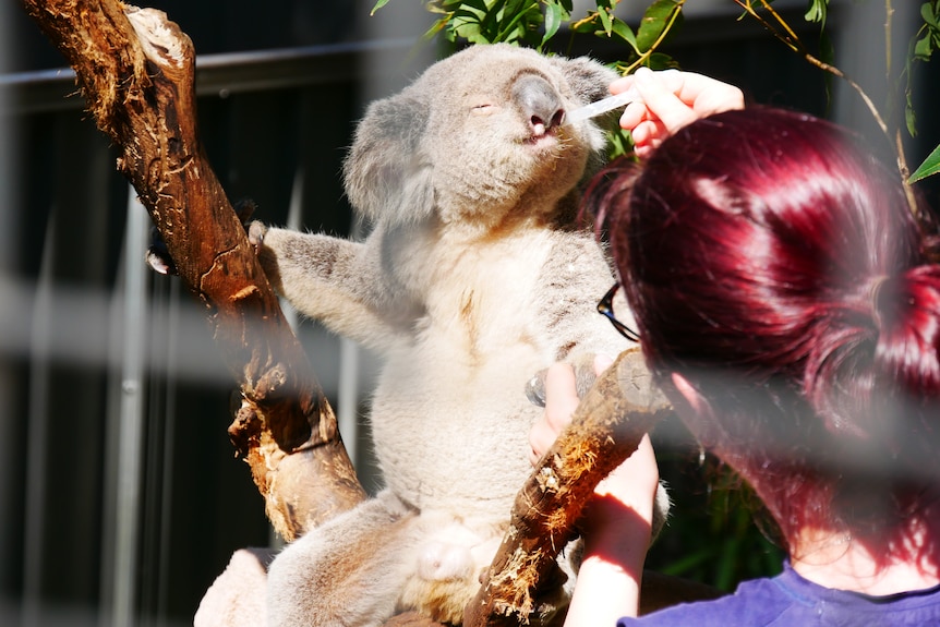 A koala in a tree being given medicine through an eye dropper.