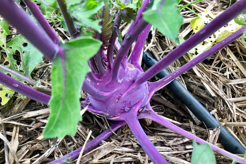 A close up of the bright purple vegetable.