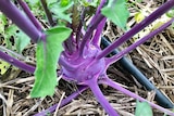 A close up of the bright purple vegetable