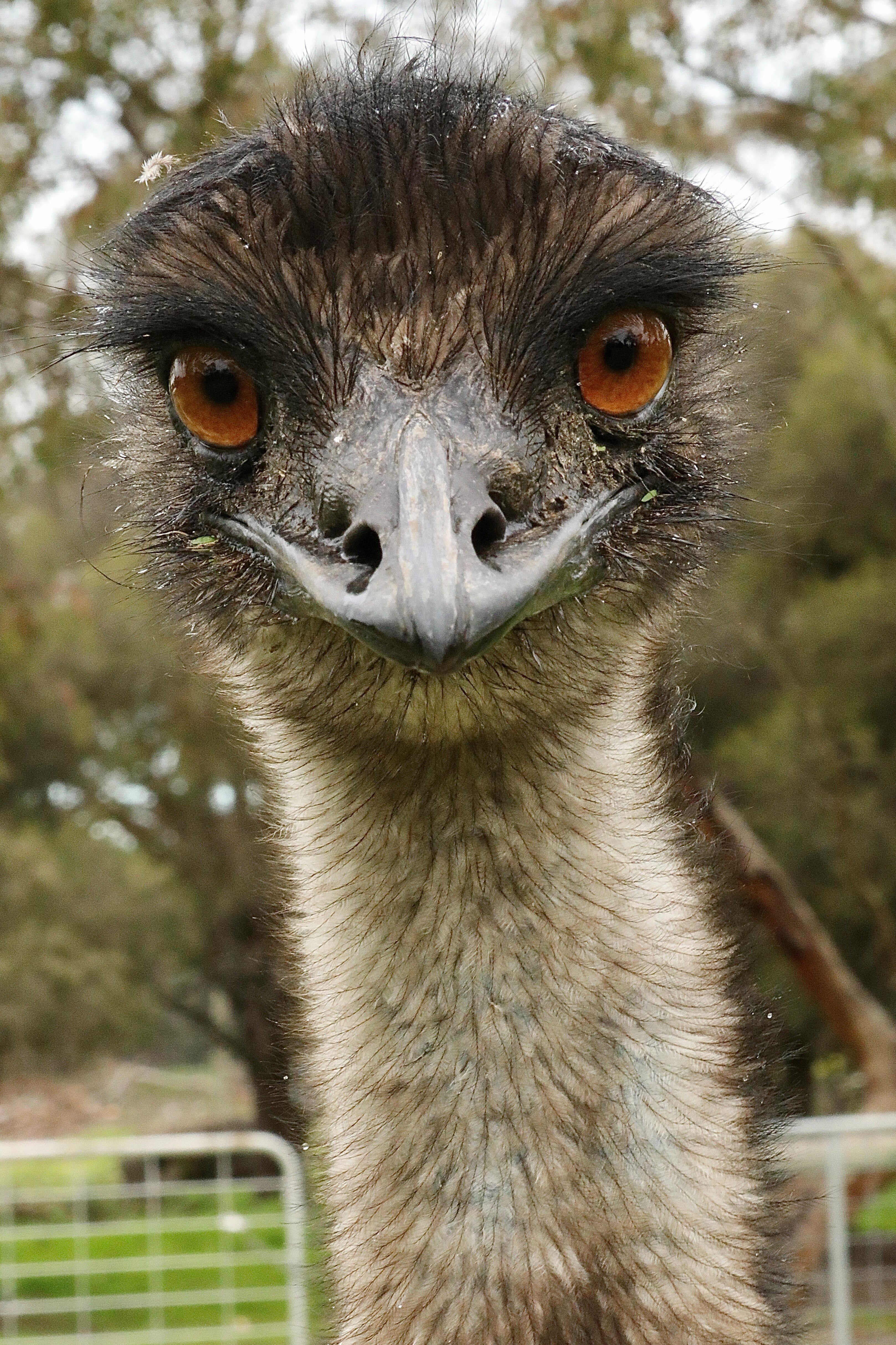 An emu stares into the lens of a camera