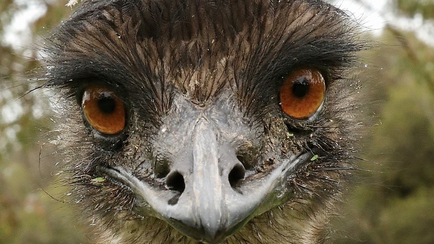 An emu stares into the lens of a camera
