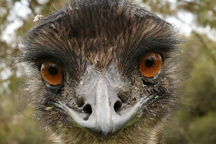 An emu stares into the lens of a camera