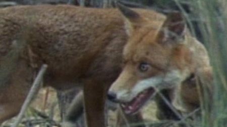 There has been no evidence of foxes in Tasmania for two years.