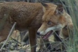There has been no evidence of foxes in Tasmania for two years.