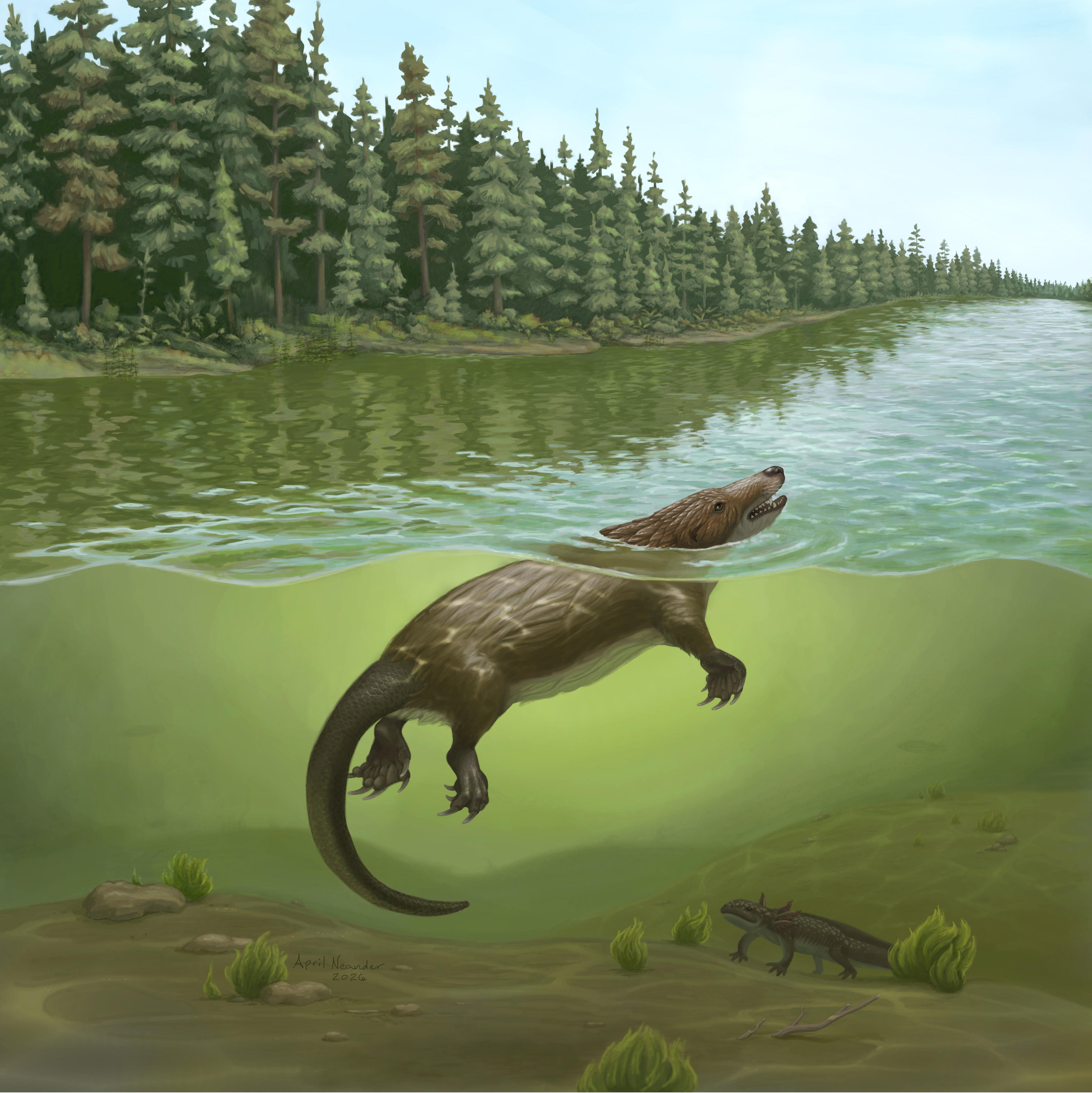 Fossil of 'platypus-like' animal from dinosaur era unearthed in China