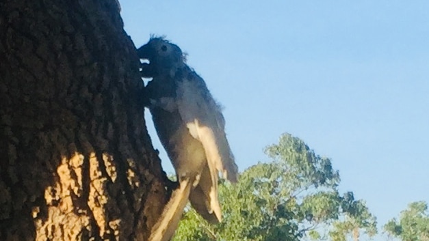 A Northern Territory cockatoo with a bald head is  suffering from the deadly beak and feather virus