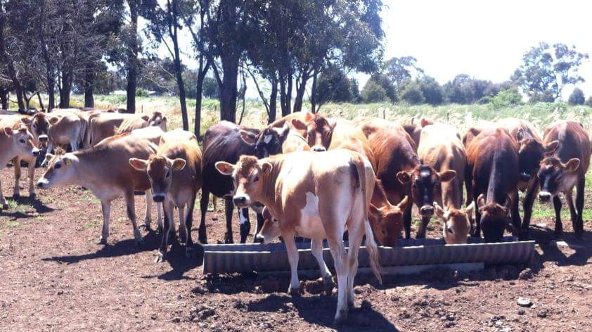 Cows munch on hay in a paddock