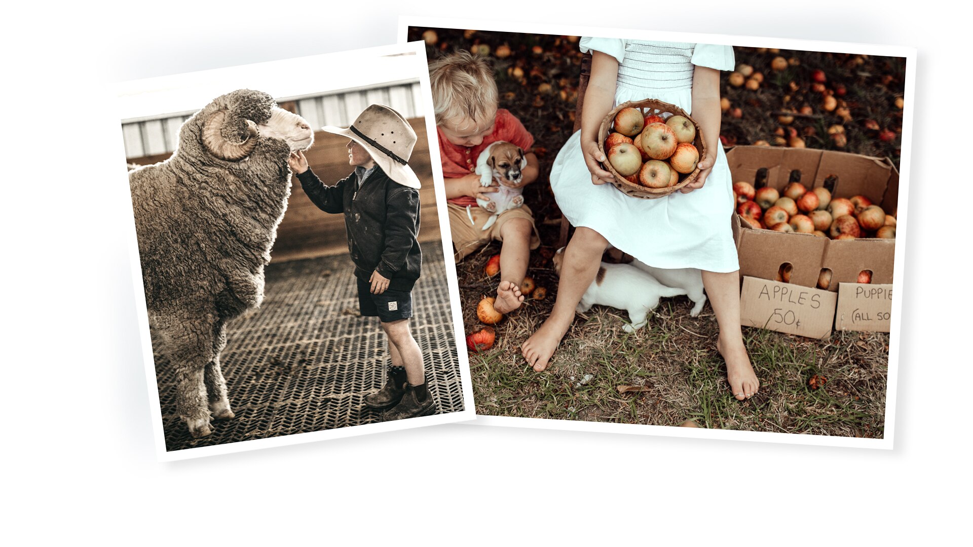A small boy patting a ram next to a picture of a boy holding a puppy and girl holding a basket of apples