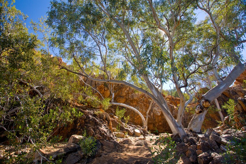 A eucalyptus tree with white branches in a rocky landscape