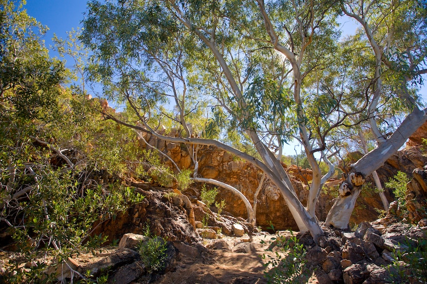 A eucalyptus tree with white branches in a rocky landscape