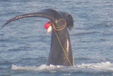 Photo of southern right whale tail entangled in rope, seen off Victorian coast, September 2018.