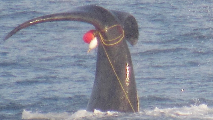 Photo of southern right whale tail entangled in rope, seen off Victorian coast, September 2018.